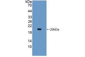 Western blot analysis of recombinant Pig IL1b. (IL-1 beta anticorps  (AA 95-262))