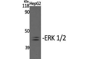 Western Blot analysis of HepG2 cells with Phospho-ERK 1/2 (Tyr204) Polyclonal Antibody at dilution of 1:2000 (ERK1/2 anticorps  (pTyr204))