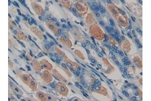 Detection of SPON1 in Mouse Stomach Tissue using Polyclonal Antibody to Spondin 1 (SPON1)
