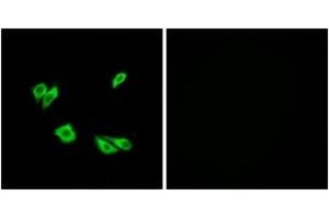 Immunofluorescence analysis of HepG2 cells, using Dab1 (Ab-220) Antibody. (DAB1 anticorps  (AA 187-236))