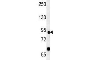 FOXP2 antibody western blot analysis in mouse heart lysate.