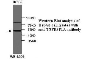 Image no. 1 for anti-Tumor Necrosis Factor Receptor Superfamily, Member 1A (TNFRSF1A) (N-Term) antibody (ABIN790934)
