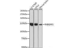 Western blot analysis of extracts of various cell lines using RABGAP1 Polyclonal Antibody at dilution of 1:1000. (RABGAP1 anticorps)