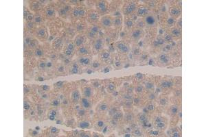 Used in DAB staining on fromalin fixed paraffin- embedded Kidney tissue (HLTF anticorps  (AA 831-990))
