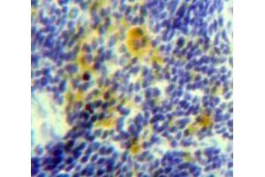 Used in DAB staining on fromalin fixed paraffin-embedded Spleen tissue (IL-15 anticorps  (AA 48-162))