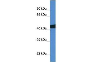 Western Blot showing Sec14l3 antibody used at a concentration of 1. (SEC14L3 anticorps  (C-Term))