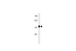 C2orf47 Antibody (C-term) (ABIN1881128 and ABIN2843380) western blot analysis in MCF-7 cell line lysates (35 μg/lane). (C2orf47 anticorps  (C-Term))