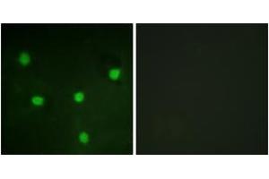 Immunofluorescence (IF) image for anti-Retinoblastoma-Like 1 (p107) (RBL1) (AA 335-384) antibody (ABIN2888775) (p107 anticorps  (AA 335-384))