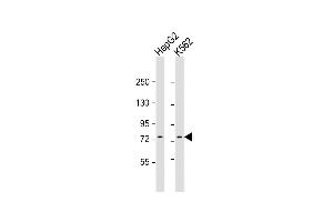 All lanes : Anti-GTPBP4 Antibody (C-Term) at 1:1000 dilution Lane 1: HepG2 whole cell lysate Lane 2: K562 whole cell lysate Lysates/proteins at 20 μg per lane. (GTPBP4 anticorps  (AA 477-510))