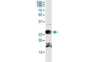 BCAP29 (Human) IP-WB Antibody Pair