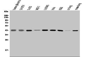 Western blot analysis of MAPK11 using anti-MAPK11 antibody (ABIN7600772).
