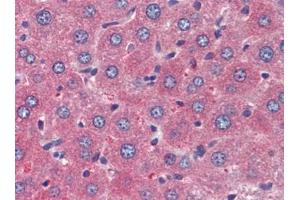 Mouse Liver (formalin-fixed, paraffin-embedded) stained with TSLPfollowed by biotinylated goat anti-rabbit IgG secondary antibody, alkaline phosphatase-streptavidin and chromogen. (Thymic Stromal Lymphopoietin anticorps)
