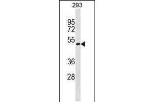 Western blot analysis in 293 cell line lysates (35ug/lane). (RCBTB1 anticorps  (AA 350-377))