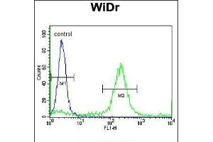 Flow cytometric analysis of WiDr cells (right histogram) compared to a negative control cell (left histogram). (ADAMDEC1 anticorps  (N-Term))