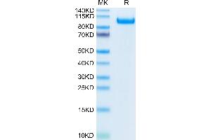 Biotinylated Cynomolgus CDCP-1 on Tris-Bis PAGE under reduced condition.