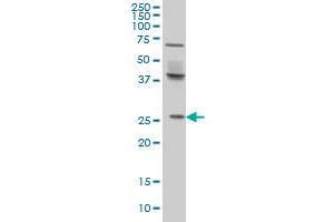 PX19 monoclonal antibody (M01), clone 7B4 Western Blot analysis of PX19 expression in HeLa .