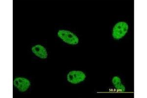 Image no. 1 for anti-Enhancer of Rudimentary Homolog (ERH) (AA 1-105) antibody (ABIN598672) (ERH anticorps  (AA 1-105))