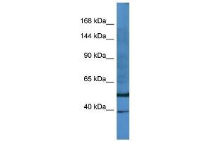 Host:  Rabbit  Target Name:  E2F8  Sample Type:  PANC1 Whole Cell lysates  Antibody Dilution:  1.