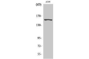 Western Blotting (WB) image for anti-G Protein-Coupled Receptor 116 (GPR116) (N-Term) antibody (ABIN3184840) (G Protein-Coupled Receptor 116 anticorps  (N-Term))