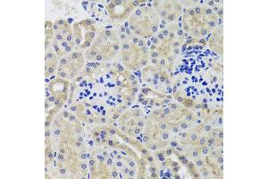 Immunohistochemistry of paraffin-embedded mouse kidney using HK3 antibody at dilution of 1:100 (x40 lens). (HK3 anticorps)