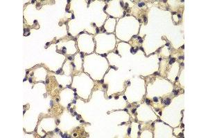 Immunohistochemistry of paraffin-embedded Mouse lung using IFRD1 Polyclonal Antibody at dilution of 1:100 (40x lens). (IFRD1 anticorps)