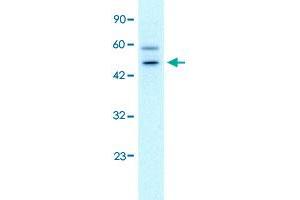 Western Blot analysis of HepG2 cell lysate with GPBP1 polyclonal antibody  at 0. (GC-Rich Promoter Binding Protein 1 (GPBP1) (N-Term) anticorps)