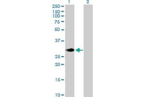 Western Blot analysis of RASL12 expression in transfected 293T cell line by RASL12 MaxPab polyclonal antibody. (RASL12 anticorps  (AA 1-266))
