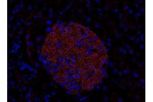 Indirect immunostaining of PFA-fixed paraffin embedded mouse pancreas section (dilution 1 : 200). (RAB3D anticorps  (AA 3-16, AA 193-210))