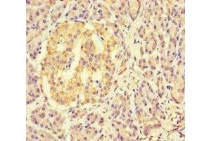 Immunohistochemistry of paraffin-embedded human pancreatic tissue using ABIN7158700 at dilution of 1:100 (KDM4C anticorps  (AA 450-600))