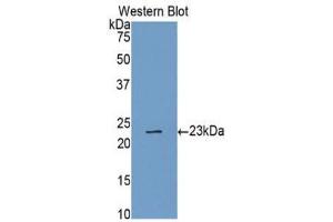 Western Blotting (WB) image for anti-Caspase 4, Apoptosis-Related Cysteine Peptidase (CASP4) (AA 78-265) antibody (ABIN1077913)