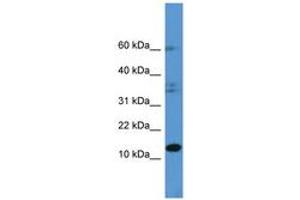 Image no. 1 for anti-Histidine Triad Nucleotide Binding Protein 2 (HINT2) (C-Term) antibody (ABIN6746789) (HINT2 anticorps  (C-Term))