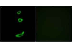 Immunofluorescence (IF) image for anti-Corticotropin Releasing Hormone Receptor 1 (CRHR1) (AA 75-124) antibody (ABIN2890760) (CRHR1 anticorps  (AA 75-124))