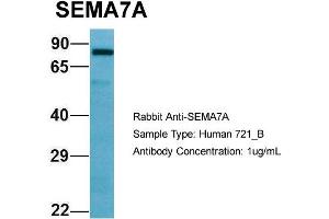Host: Rabbit Target Name: SEMA7A Sample Type: 721_B Antibody Dilution: 1.