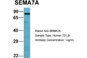 Host: Rabbit Target Name: SEMA7A Sample Type: 721_B Antibody Dilution: 1. (SEMA7A anticorps  (C-Term))