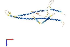 AlphaFold protein structure predicition of Mouse Recombinant Cdr2 Protein, UniprotID P97817