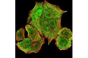 Immunofluorescence analysis of Hela cells using HLA-B mouse mAb (green).