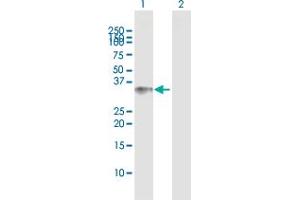 Western Blot analysis of BCL11A expression in transfected 293T cell line by BCL11A MaxPab polyclonal antibody. (BCL11A anticorps  (AA 1-243))