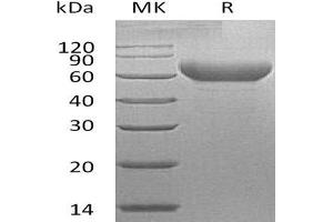 Hepatitis A Virus Cellular Receptor 2 (TIM 3) protein (Fc Tag)