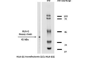 Western blotting analysis (reducing conditions) of HLA-G1 in HLA-G1 transfectants using the antibody MEM-G/1 biotin.