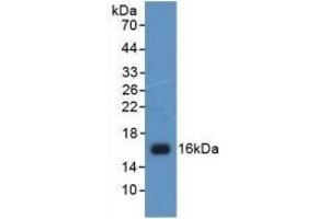 Detection of Recombinant H4, Human using Polyclonal Antibody to Histone H4 (H4) (Histone H4 anticorps  (AA 2-103))