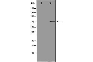 Western blot analysis of Hela whole cell lysates, using NEK8 Antibody.