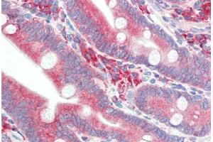 Human Small Intestine (formalin-fixed, paraffin-embedded) stained with HYOU1 antibody ABIN396969 at 5 ug/ml followed by biotinylated goat anti-rabbit IgG secondary antibody ABIN481713, alkaline phosphatase-streptavidin and chromogen. (HYOU1 anticorps  (C-Term))