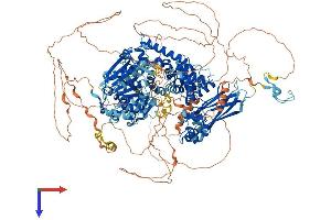 HFM1, ATP-Dependent DNA Helicase Homolog (HFM1) (AA 1-1434) protein (His tag)
