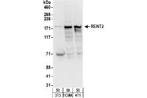 anti-UPF2 Regulator of Nonsense Transcripts 2 (UPF2) (AA 1-50) antibody