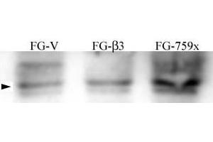 FG Pancreatic Carcinoma Cell Lines stably expressing vector along (FG-V) the b3 integrin subunit (FG-b3) or a b3 truncation mutant (FG-759x). (Src anticorps  (pTyr215))