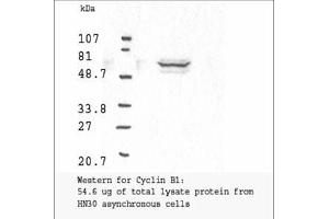 Image no. 3 for anti-Cyclin B1 (CCNB1) antibody (ABIN599627) (Cyclin B1 anticorps)