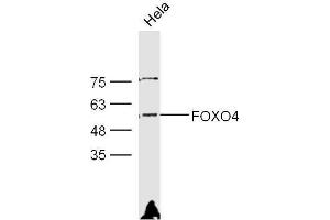 HeLa lysates probed with Rabbit Anti-FOXO4 Polyclonal Antibody, Unconjugated  at 1:300 overnight at 4˚C. (FOXO4 anticorps)