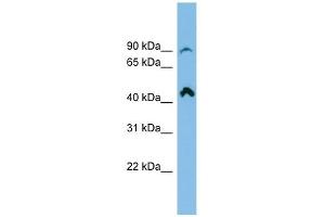 anti-RP11-298P3.3 (N-Term) antibody