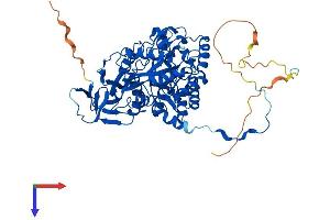 AlphaFold protein structure predicition of Mouse Recombinant Dpysl2 Protein, UniprotID O08553