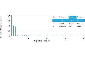Protein Array (PAr) image for anti-Discs, Large Homolog 4 (Drosophila) (DLG4) antibody (ABIN7455965)